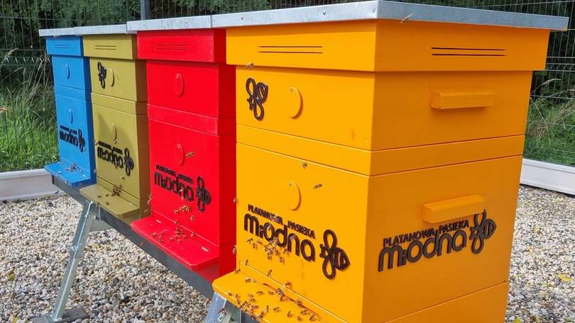 A home for almost 200,000 bees has been built near Platan.  This insect belongs to light species – 24zabrze.pl – Zabrze City Portal